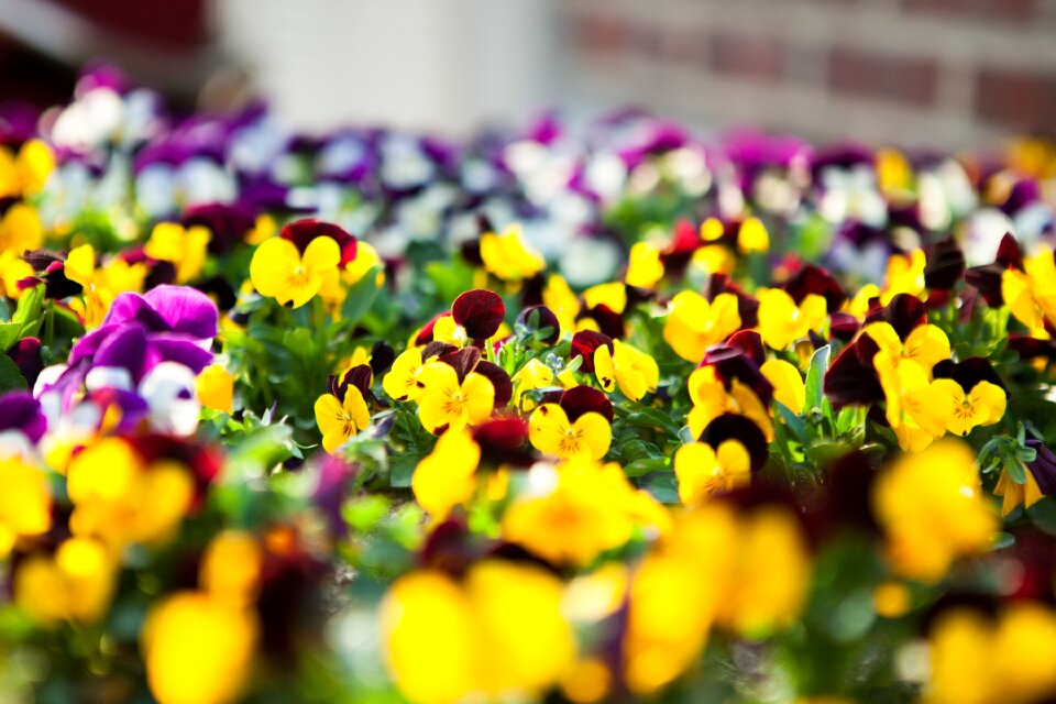 Spring flowers white flowers one business