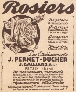 Rosiers Pernet-Ducher