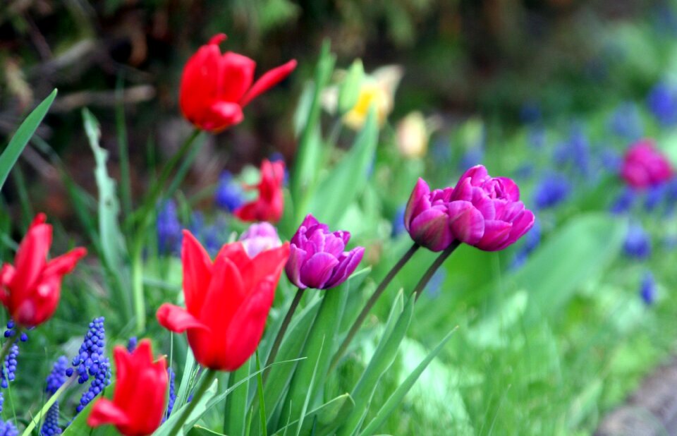 Tulip garden spring