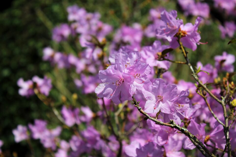 Garden spring azaleas