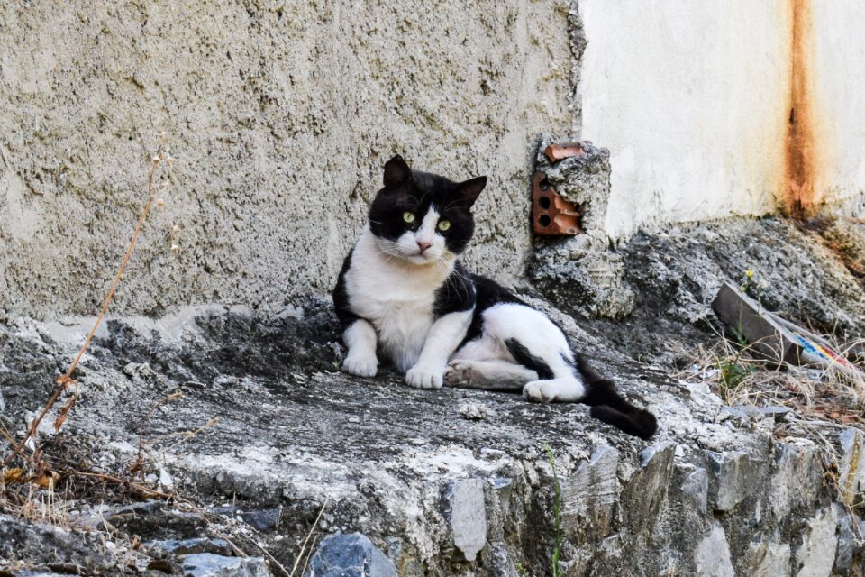 Animal homeless street