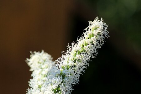 Plant white brown