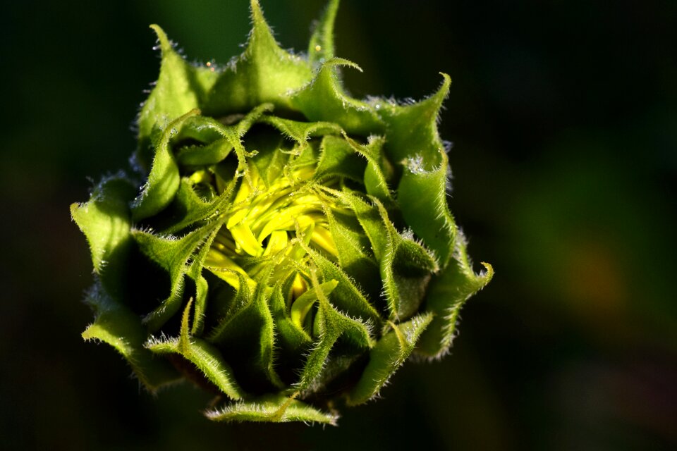 Drops of morning dew dewdrop drip