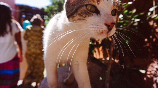Pet animal outside