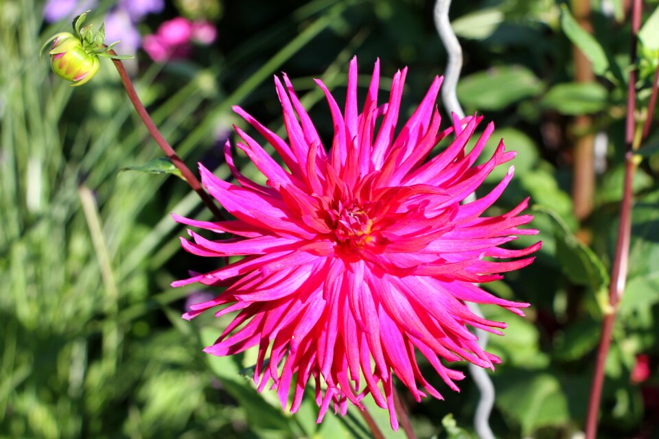 Blossom bloom late summer