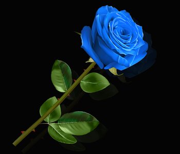 Leaf floral pink blue