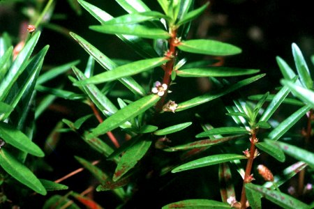 Rotala ramosior NRCS-1
