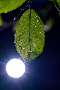 Backlighting contrast light cone