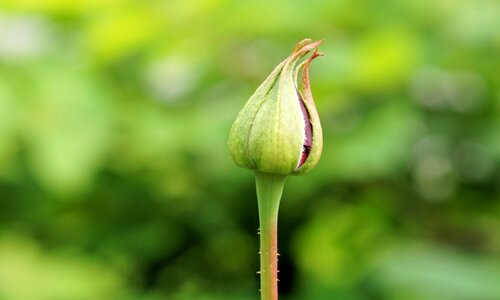 Bloom nature romantic
