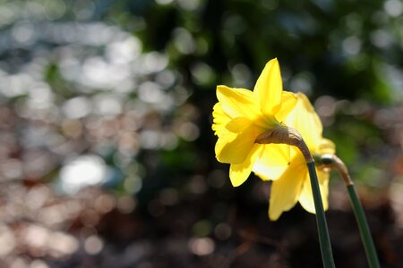 Narcissus bright season photo