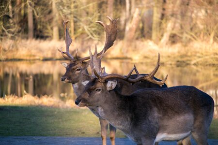 Fallow deer park blatná