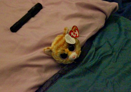 Rotunda Sleepover (20282790332)