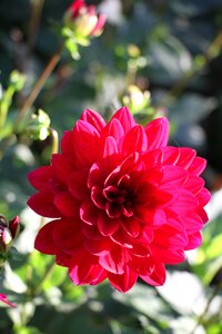 Garden blossom bloom photo