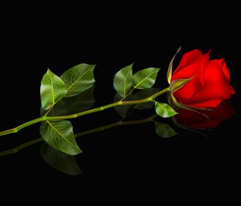 Nature rosa red rose