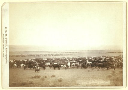 Round-up at Moss Agate of T. 999 A.S. & G., A.U.T. and others LCCN99613912