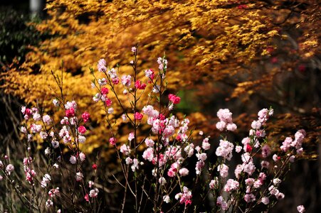 Peach blossoms autumnal leaves spring