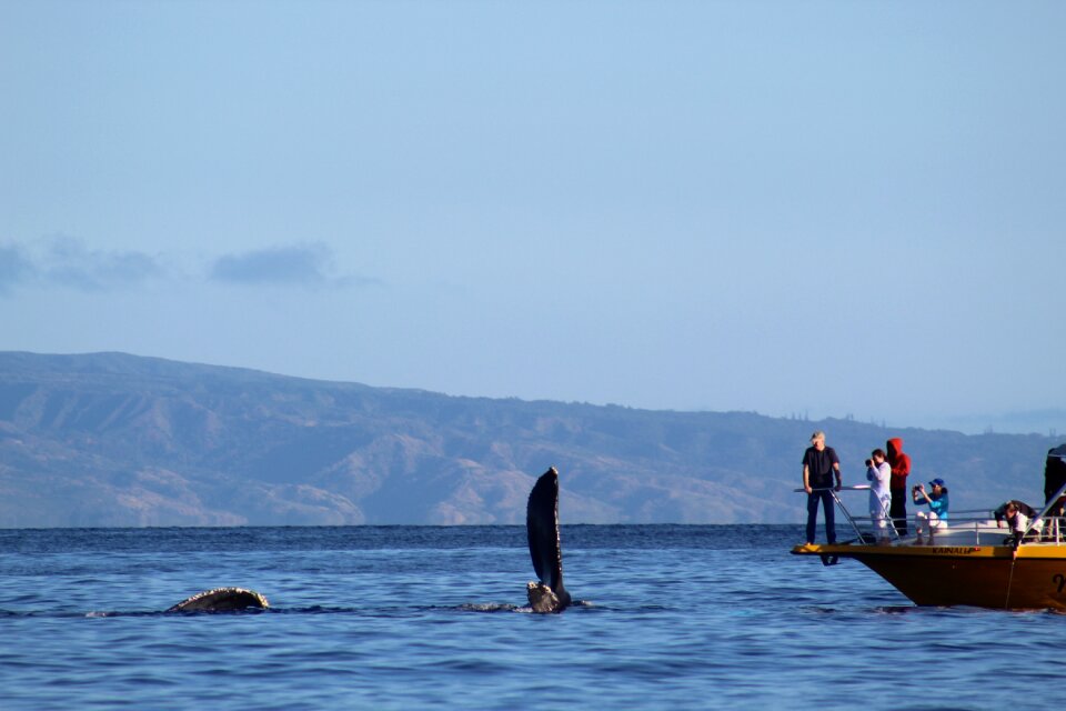 Travel outdoors whales