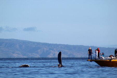 Travel outdoors whales