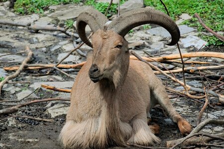 Nature buck animals