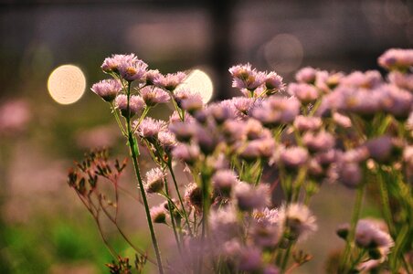 Thistle landscape flowers
