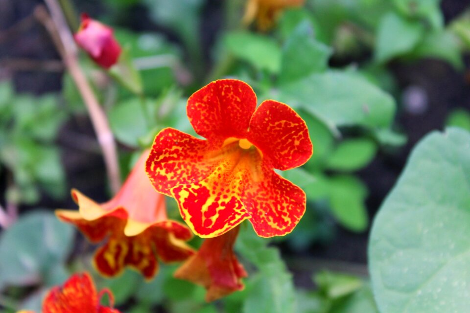Nature red summer flower