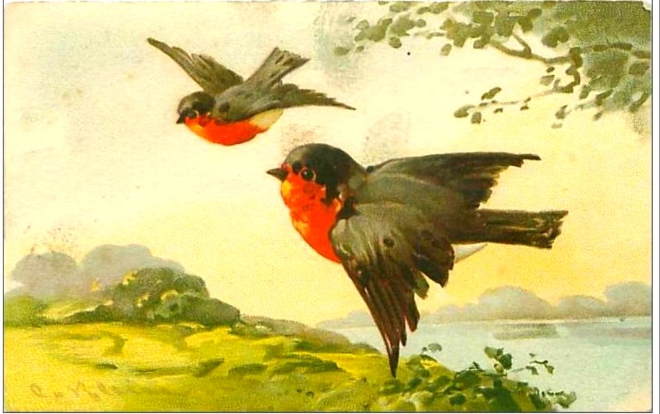 Rouges-gorges Klein