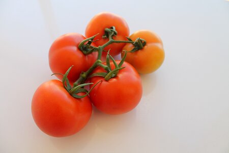 Tomato round panicle
