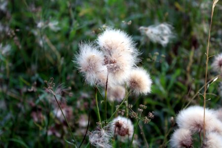 Grass plant meadow grass