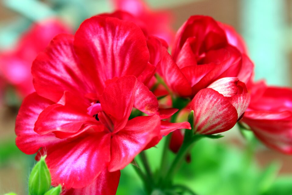 Bloom balcony plant summer photo