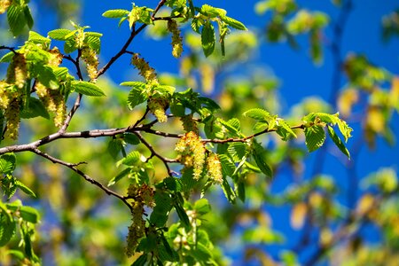 Deciduous tree season spring