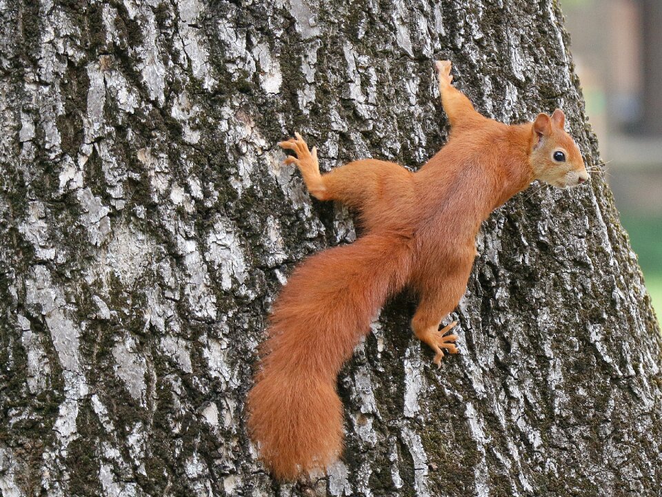 Tree climb cute