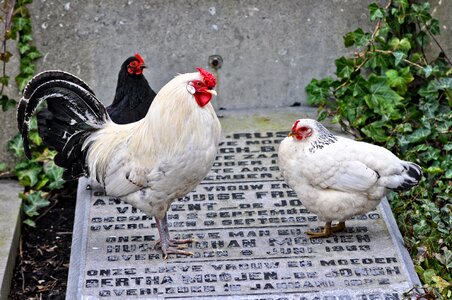 Fowl rooster hen