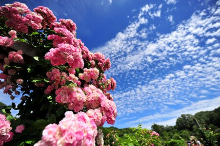 Rose sky cool