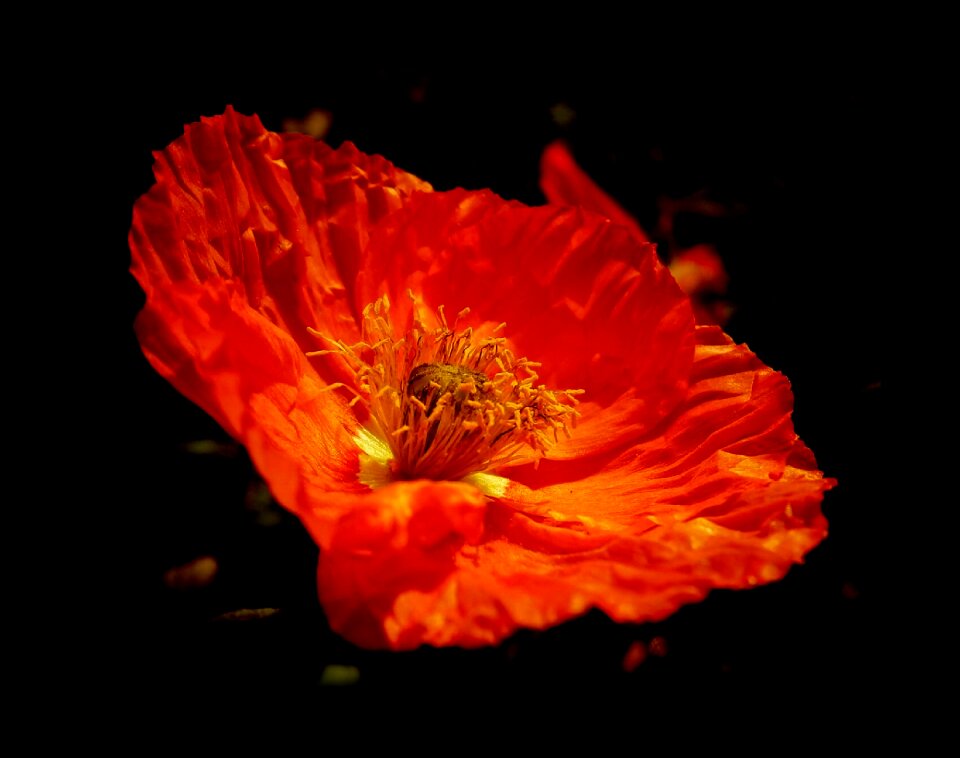 Petal red poppy
