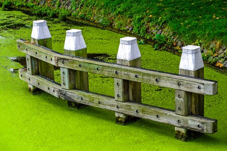 Alga pier nature