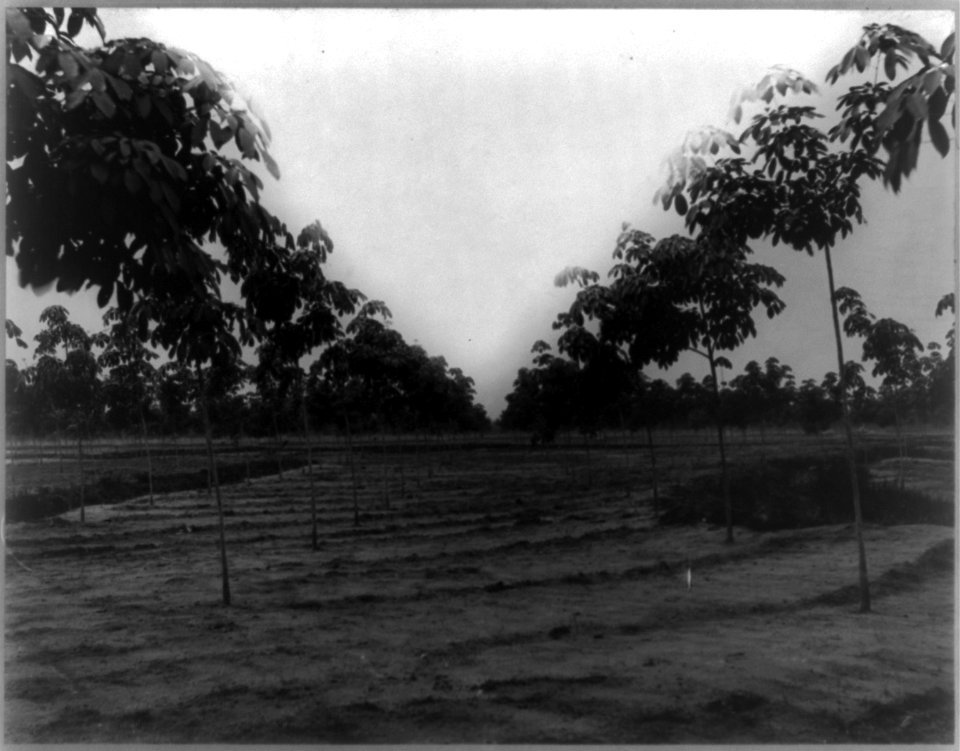 Rubber plantations in Sumatra- Trees, 2 years old, Kisaran Estate, Kisaran LCCN2002715271