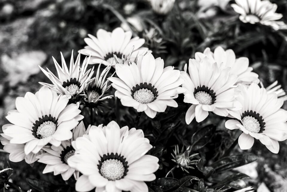 Nature plant black and white