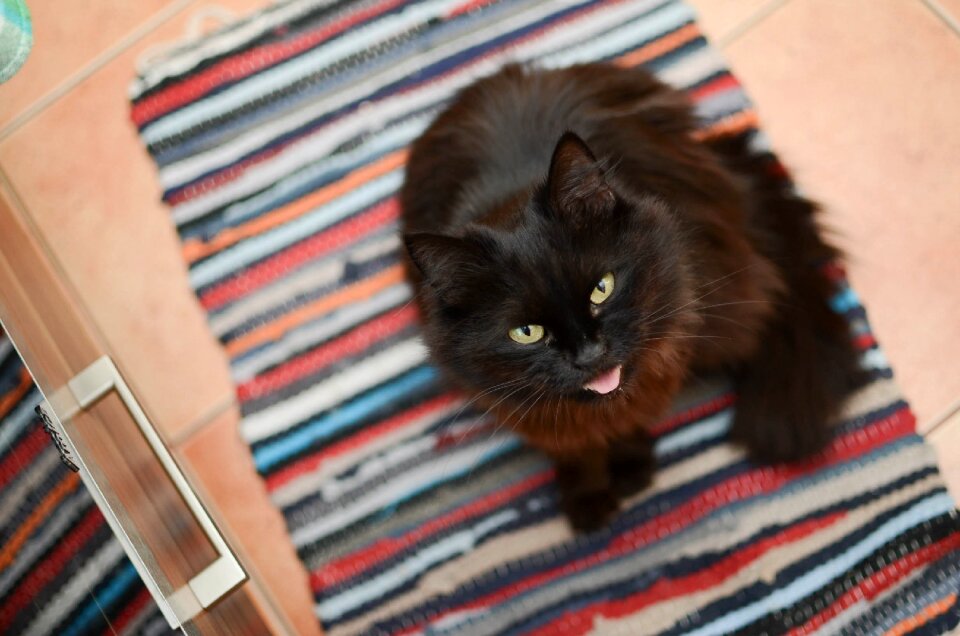 Black cat a well-groomed cat cat's eyes
