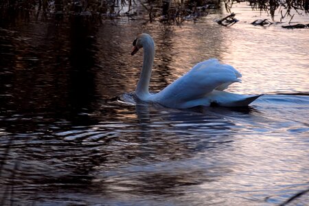 Bird big bird water bird