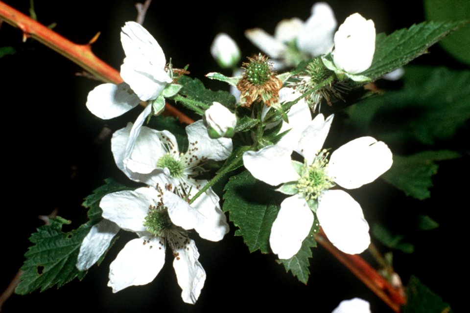Rubus argutus NRCS-1