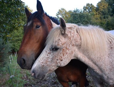 Tenderness affection horse tenderness photo