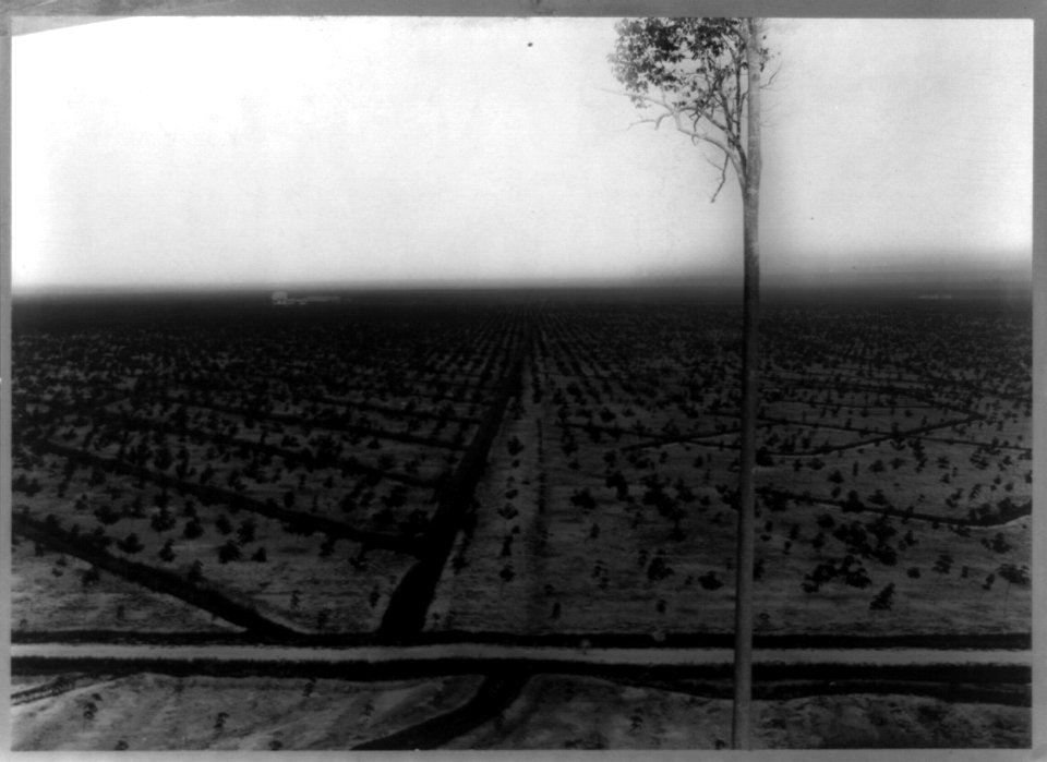 Rubber plantations in Sumatra- Bird's-eye view from Bukit Hantoe, Goerach Batoe Estate LCCN2002715272