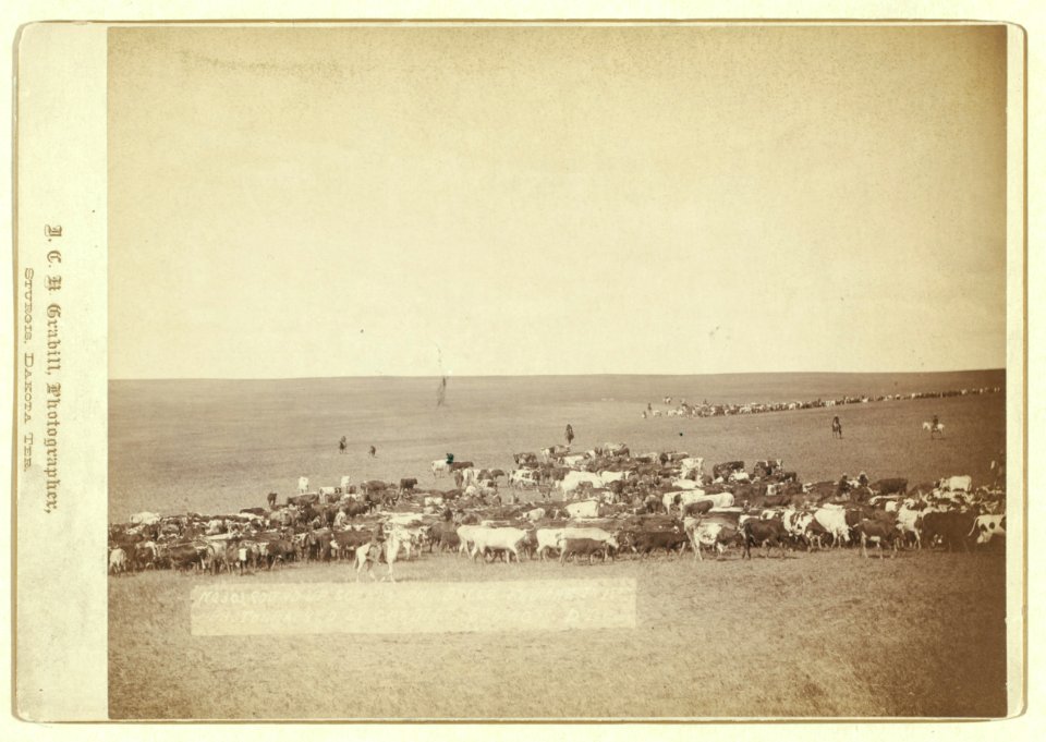 Round-up scenes on Belle Fouche (sic) in 1887 LCCN99613911
