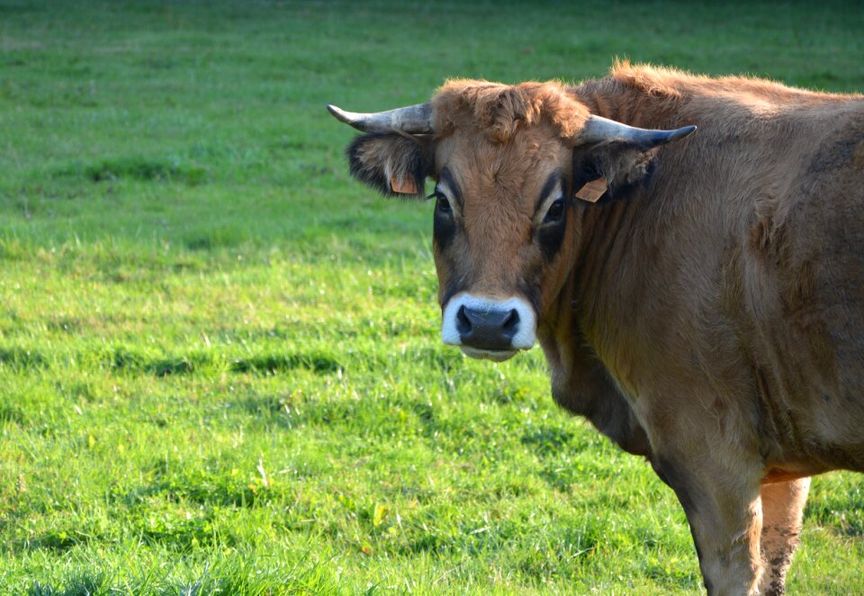Pasture breeding prairie