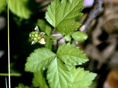 Rubus flagellaris NRCS-2