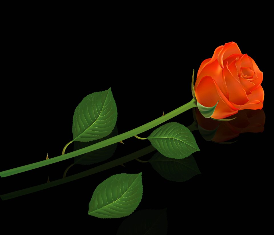 Nature rosa flowers