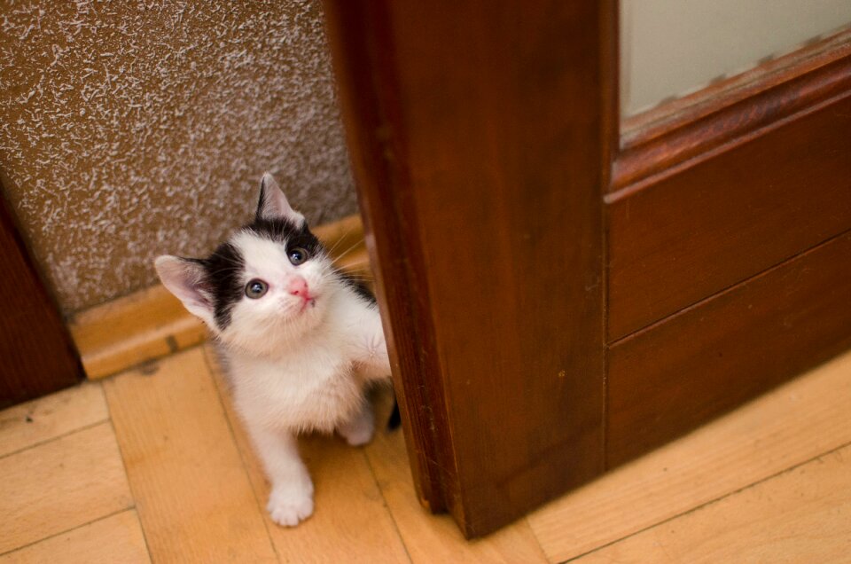 Small cat a well-groomed cat cat's eyes