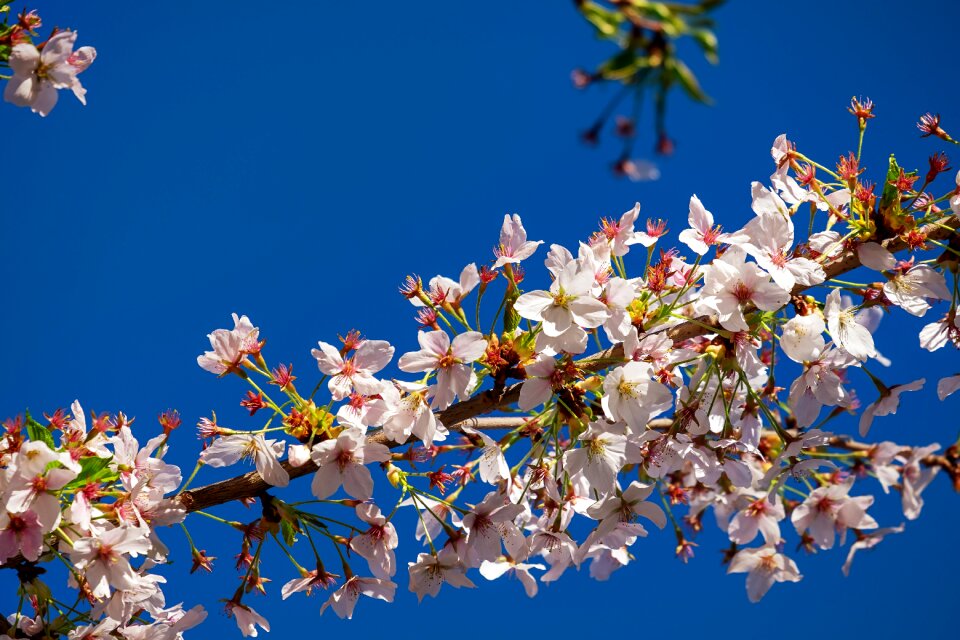 Japanese cherry blossom bloom blossom