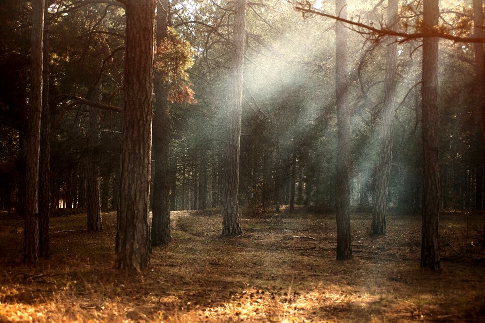 Fog sunshine sunlight
