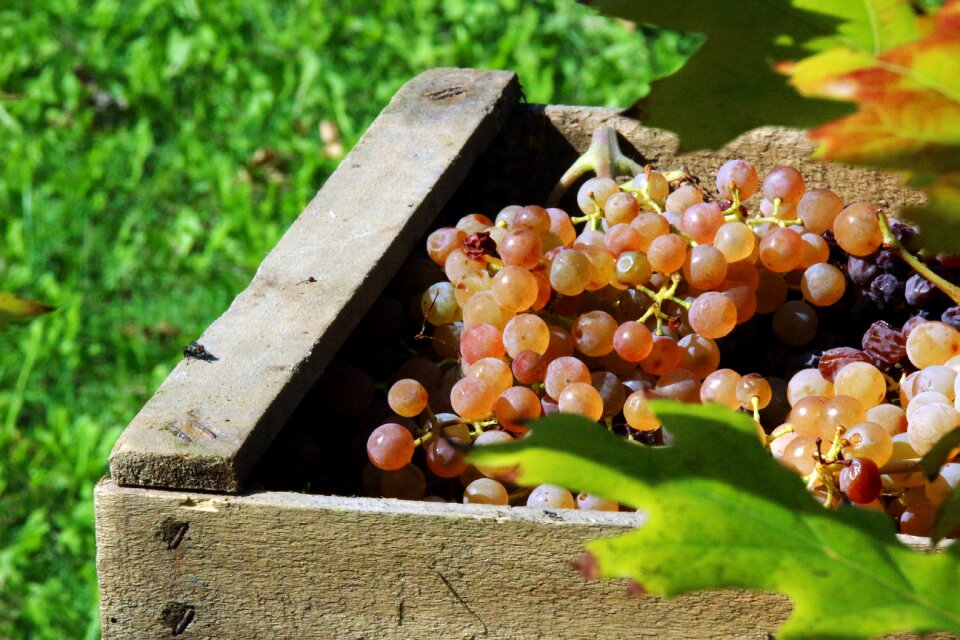 Wooden box vinification wine grapes